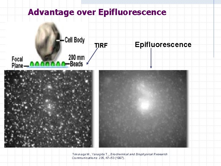Advantage over Epifluorescence TIRF Epifluorescence Tokunaga M. , Yanagida T. , , Biochemical and
