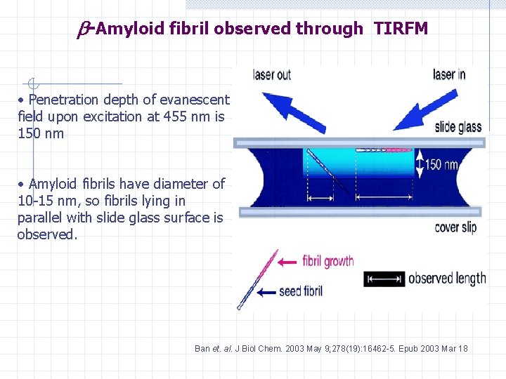  -Amyloid fibril observed through TIRFM • Penetration depth of evanescent field upon excitation