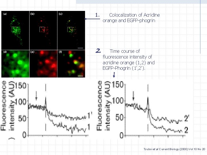 1. Colocalization of Acridine orange and EGFP-phogrin 2. Time course of fluorescence intensity of