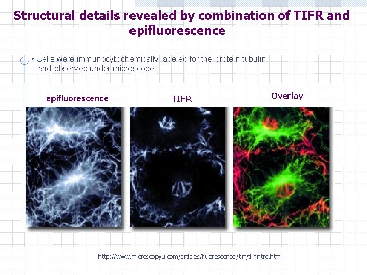 Structural details revealed by combination of TIFR and epifluorescence • Cells were immunocytochemically labeled