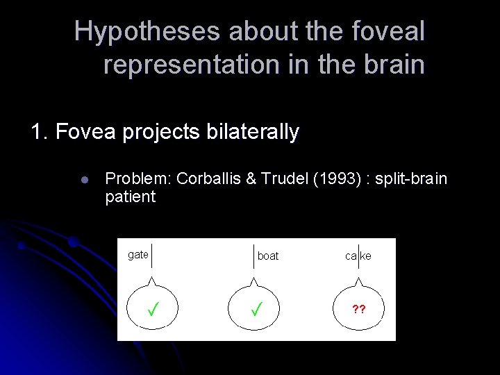 Hypotheses about the foveal representation in the brain 1. Fovea projects bilaterally l Problem: