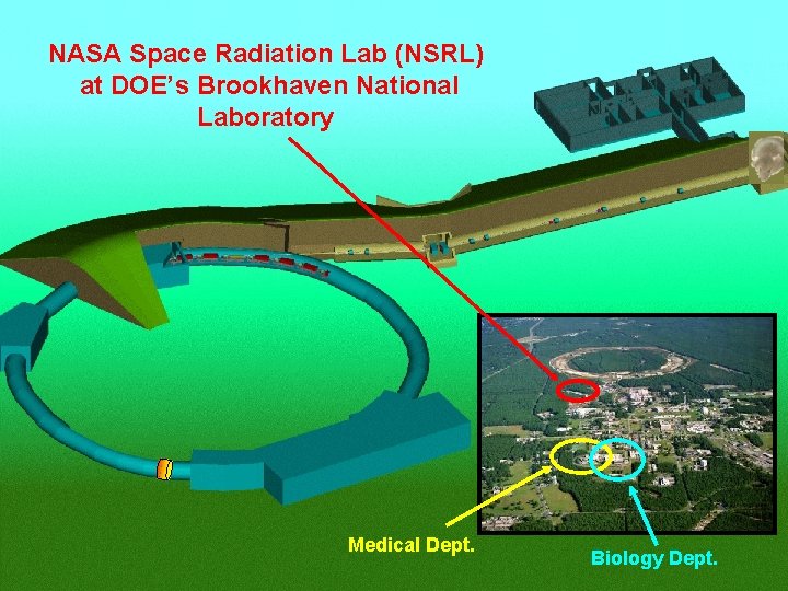 NASA Space Radiation Lab (NSRL) at DOE’s Brookhaven National Laboratory 5 Medical Dept. Biology