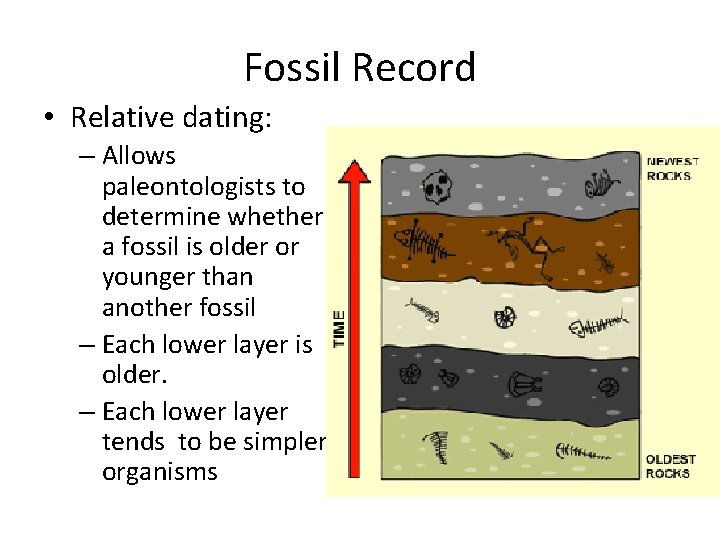 Fossil Record • Relative dating: – Allows paleontologists to determine whether a fossil is