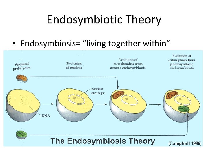 Endosymbiotic Theory • Endosymbiosis= “living together within” 