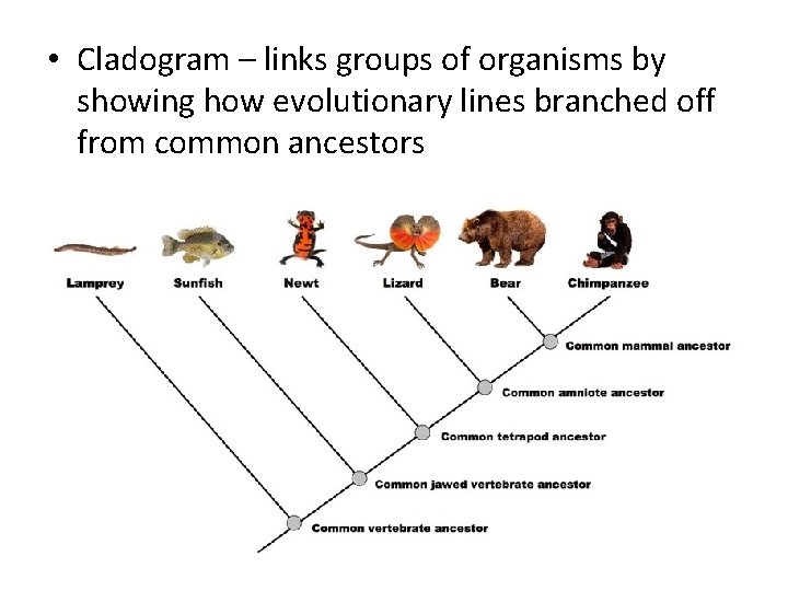  • Cladogram – links groups of organisms by showing how evolutionary lines branched