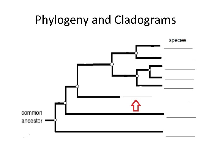 Phylogeny and Cladograms 