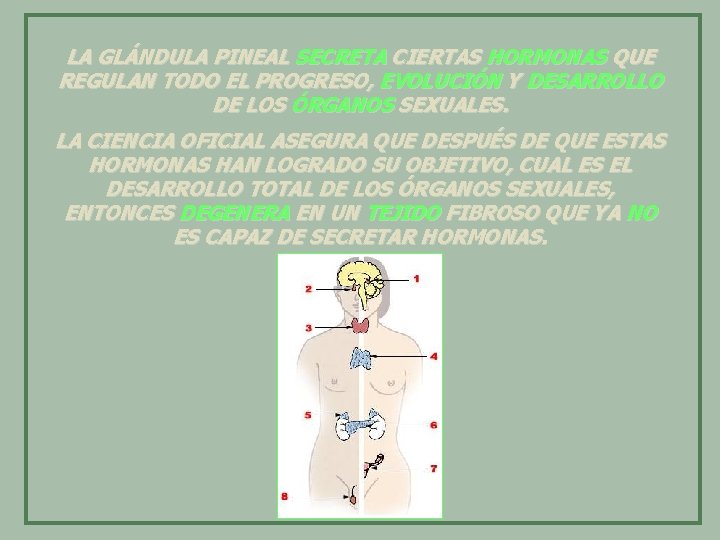 LA GLÁNDULA PINEAL SECRETA CIERTAS HORMONAS QUE REGULAN TODO EL PROGRESO, EVOLUCIÓN Y DESARROLLO