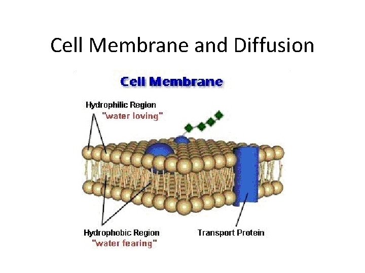 Cell Membrane and Diffusion 