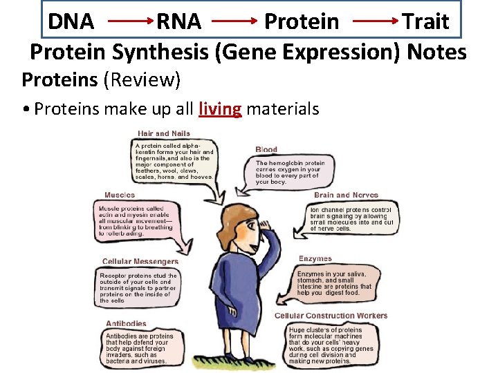 DNA RNA Protein Trait Protein Synthesis (Gene Expression) Notes Proteins (Review) • Proteins make