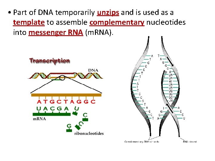  • Part of DNA temporarily unzips and is used as a template to