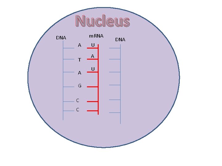 Nucleus m. RNA DNA A T A G C C U A U DNA