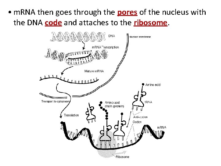  • m. RNA then goes through the pores of the nucleus with the