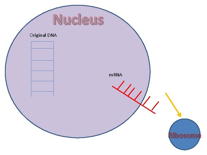 Nucleus Original DNA m. RNA Ribosome 