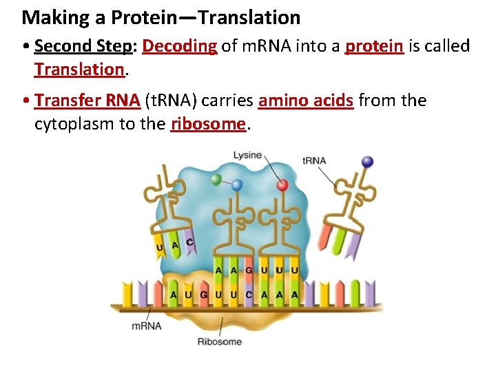 Making a Protein—Translation • Second Step: Decoding of m. RNA into a protein is