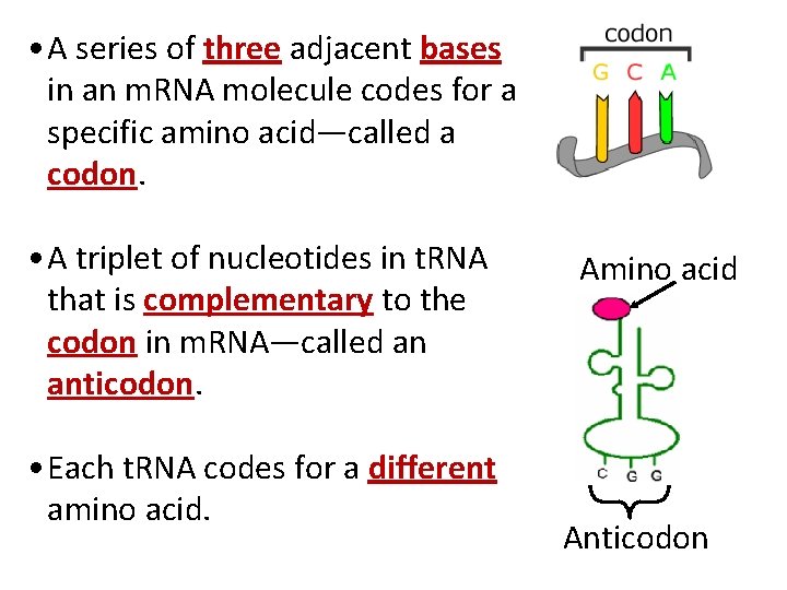  • A series of three adjacent bases in an m. RNA molecule codes