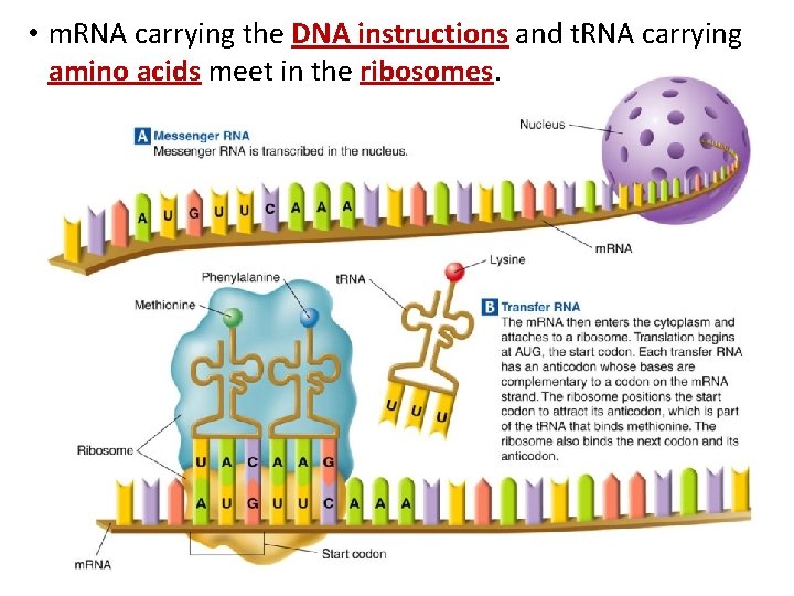  • m. RNA carrying the DNA instructions and t. RNA carrying amino acids