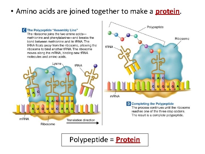 • Amino acids are joined together to make a protein. Polypeptide = Protein
