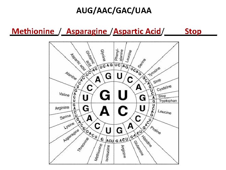 AUG/AAC/GAC/UAA Methionine Asparagine Aspartic Acid Stop ___________/______/______ 