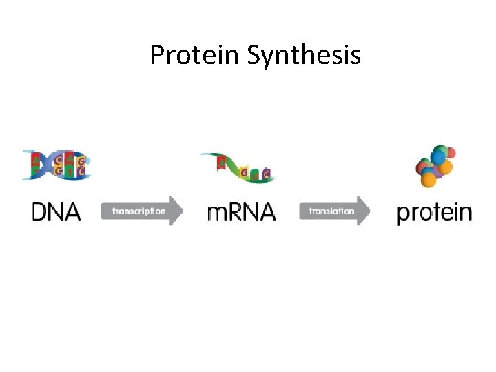 Protein Synthesis 