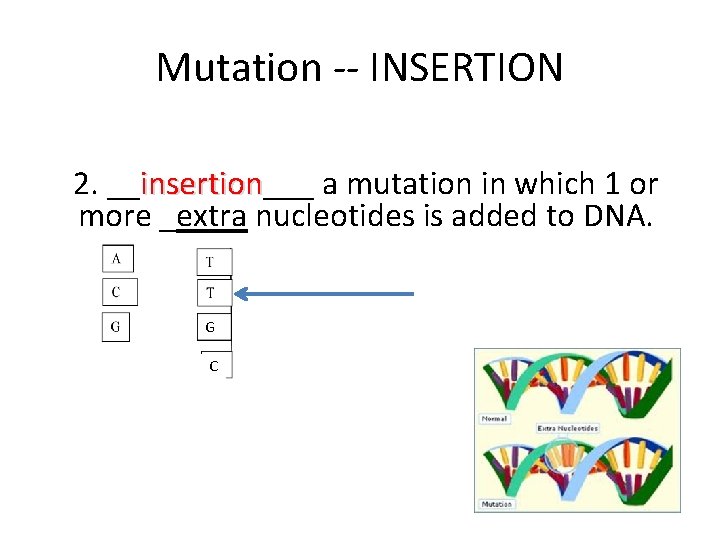 Mutation -- INSERTION 2. __insertion___ a mutation in which 1 or insertion more _extra