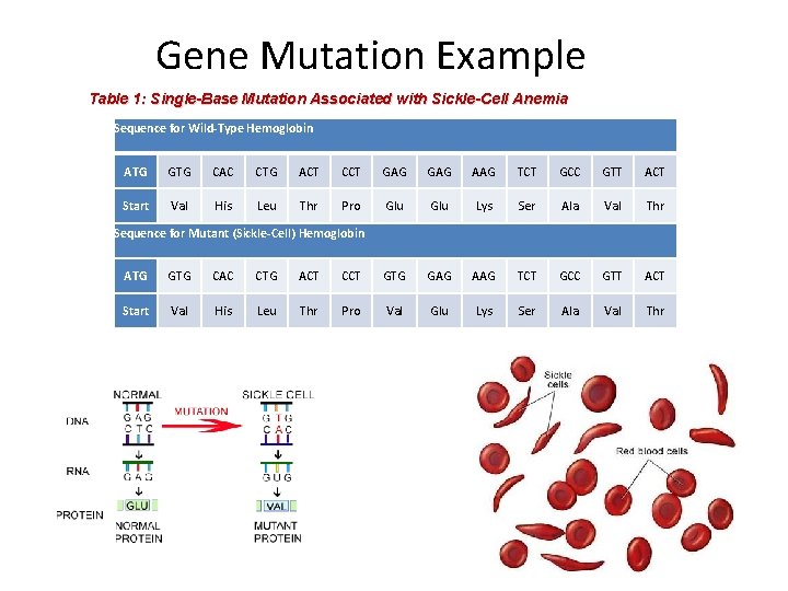 Gene Mutation Example Table 1: Single-Base Mutation Associated with Sickle-Cell Anemia Sequence for Wild-Type