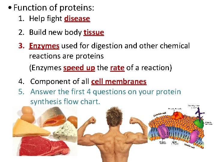  • Function of proteins: 1. Help fight disease 2. Build new body tissue