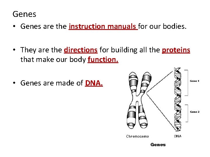 Genes • Genes are the instruction manuals for our bodies. • They are the
