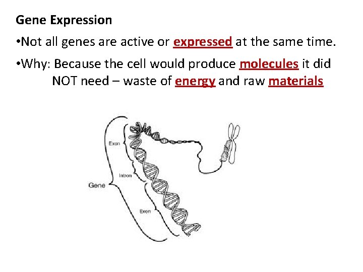 Gene Expression • Not all genes are active or expressed at the same time.