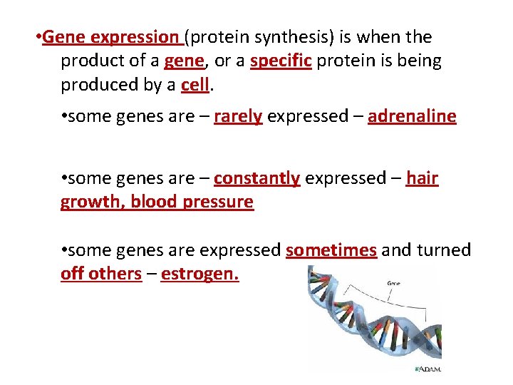  • Gene expression (protein synthesis) is when the product of a gene, or
