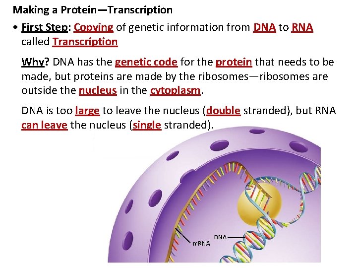 Making a Protein—Transcription • First Step: Copying of genetic information from DNA to RNA