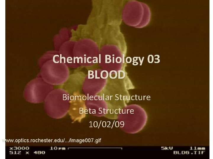 Chemical Biology 03 BLOOD Biomolecular Structure Beta Structure 10/02/09 www. optics. rochester. edu/. .