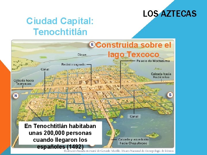 LOS AZTECAS Ciudad Capital: Tenochtitlán Construida sobre el lago Texcoco En Tenochtitlán habitaban unas