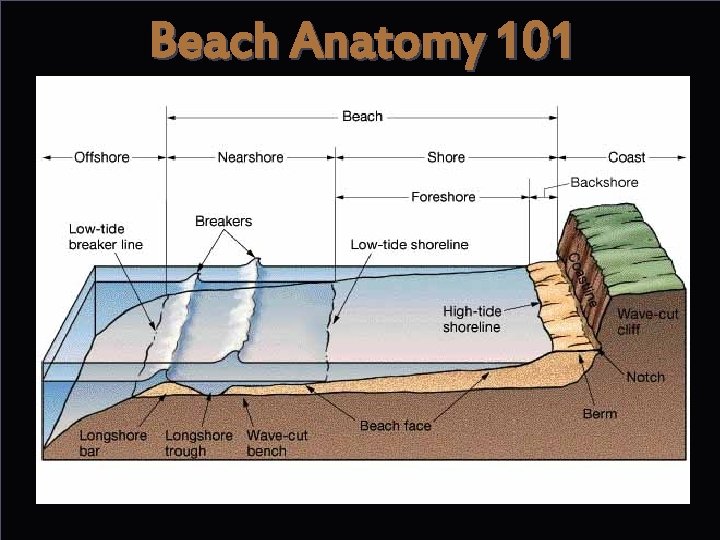 Beach Anatomy 101 
