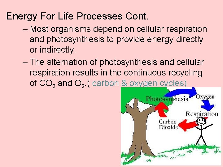 Energy For Life Processes Cont. – Most organisms depend on cellular respiration and photosynthesis