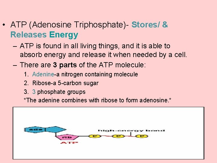  • ATP (Adenosine Triphosphate)- Stores/ & Releases Energy – ATP is found in