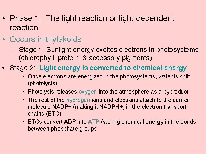  • Phase 1. The light reaction or light-dependent reaction • Occurs in thylakoids