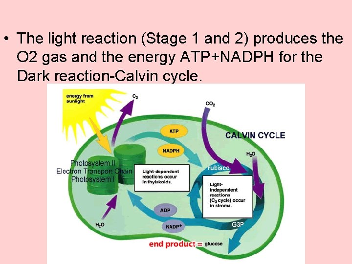  • The light reaction (Stage 1 and 2) produces the O 2 gas