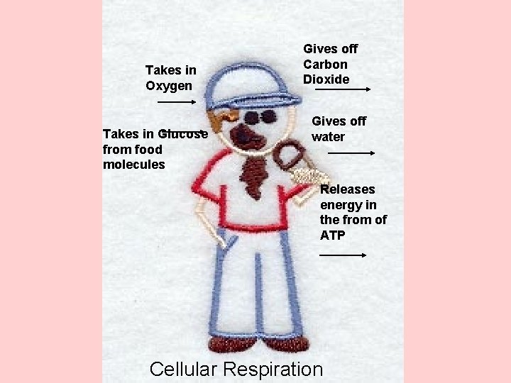 Takes in Oxygen Takes in Glucose from food molecules Gives off Carbon Dioxide Gives