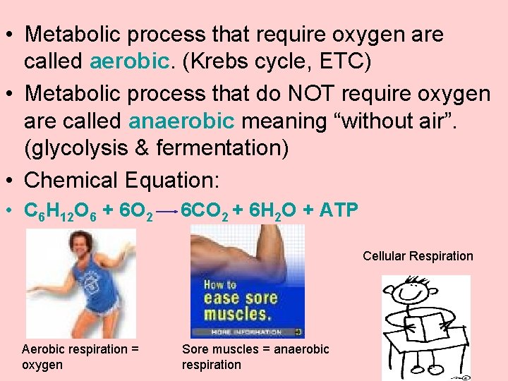  • Metabolic process that require oxygen are called aerobic. (Krebs cycle, ETC) •