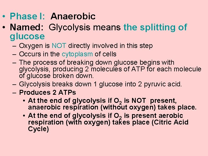  • Phase I: Anaerobic • Named: Glycolysis means the splitting of glucose –