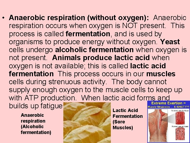  • Anaerobic respiration (without oxygen): Anaerobic respiration occurs when oxygen is NOT present.