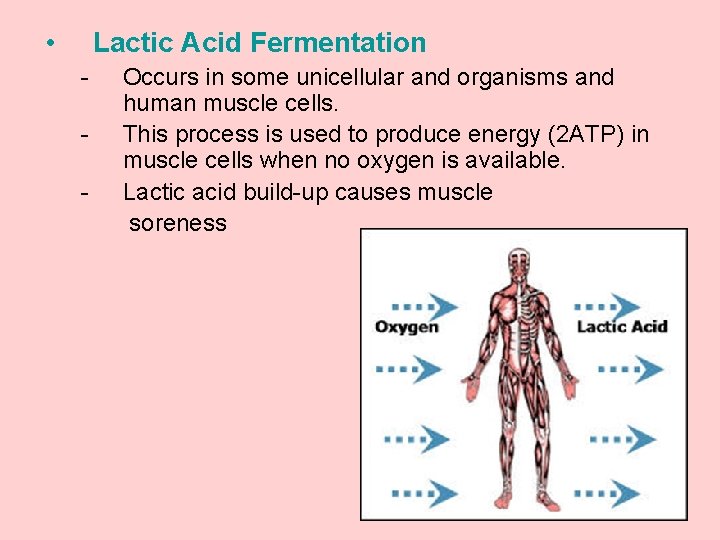  • Lactic Acid Fermentation - Occurs in some unicellular and organisms and human