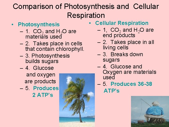 Comparison of Photosynthesis and Cellular Respiration • Photosynthesis – 1, CO 2 and H