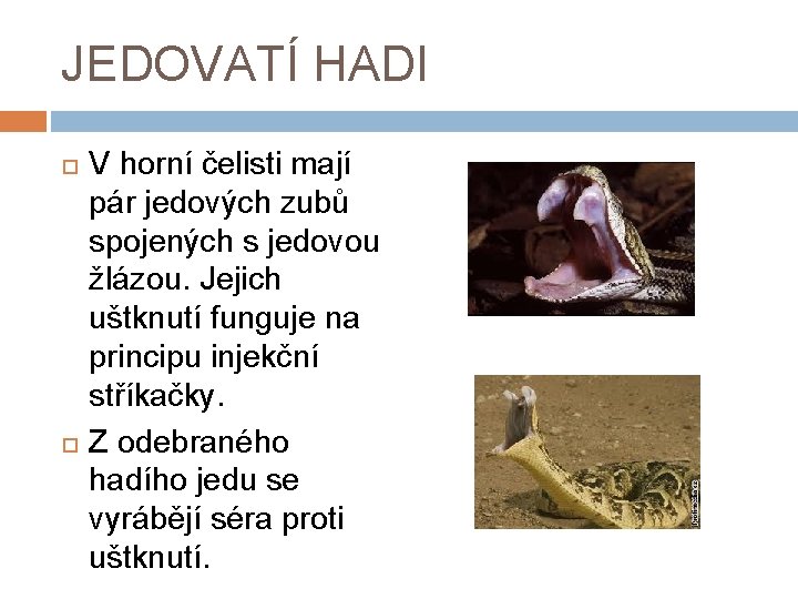 JEDOVATÍ HADI V horní čelisti mají pár jedových zubů spojených s jedovou žlázou. Jejich