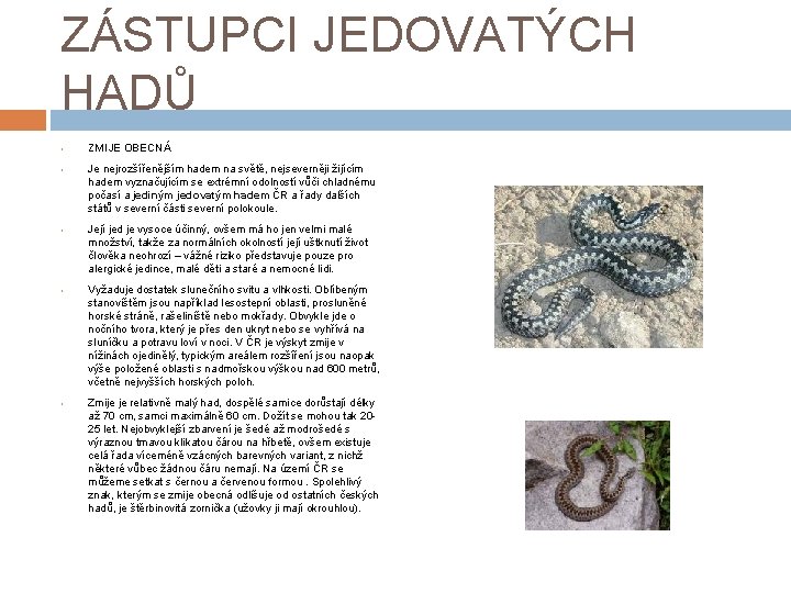 ZÁSTUPCI JEDOVATÝCH HADŮ • ZMIJE OBECNÁ • Je nejrozšířenějším hadem na světě, nejseverněji žijícím