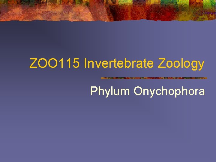 ZOO 115 Invertebrate Zoology Phylum Onychophora 