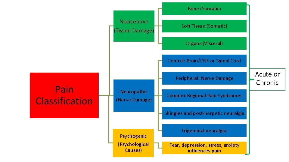 Bone (Somatic) Nociceptive (Tissue Damage) Soft Tissue (Somatic) Organs (Visceral) Central: Brain/CNS or Spinal