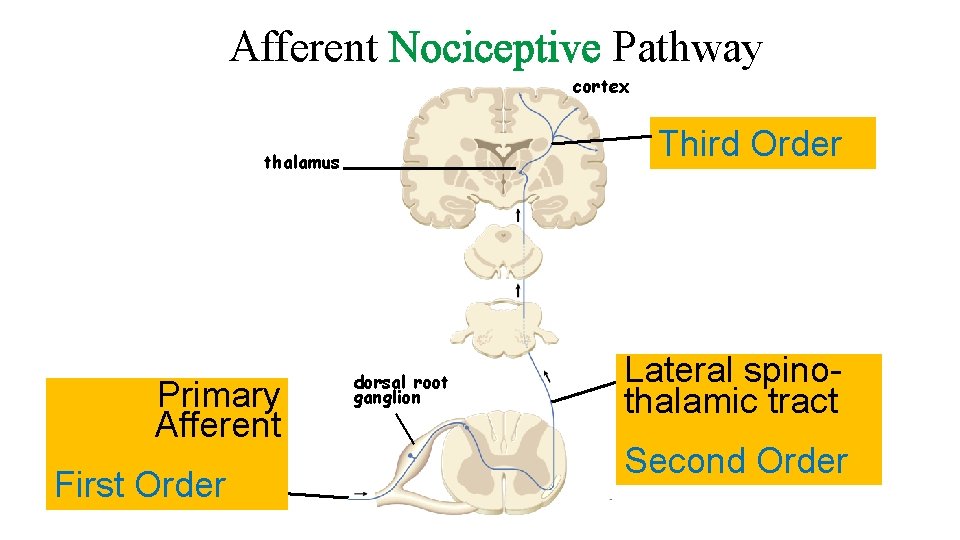 Afferent Nociceptive Pathway cortex Third Order thalamus Primary Afferent First Order dorsal root ganglion