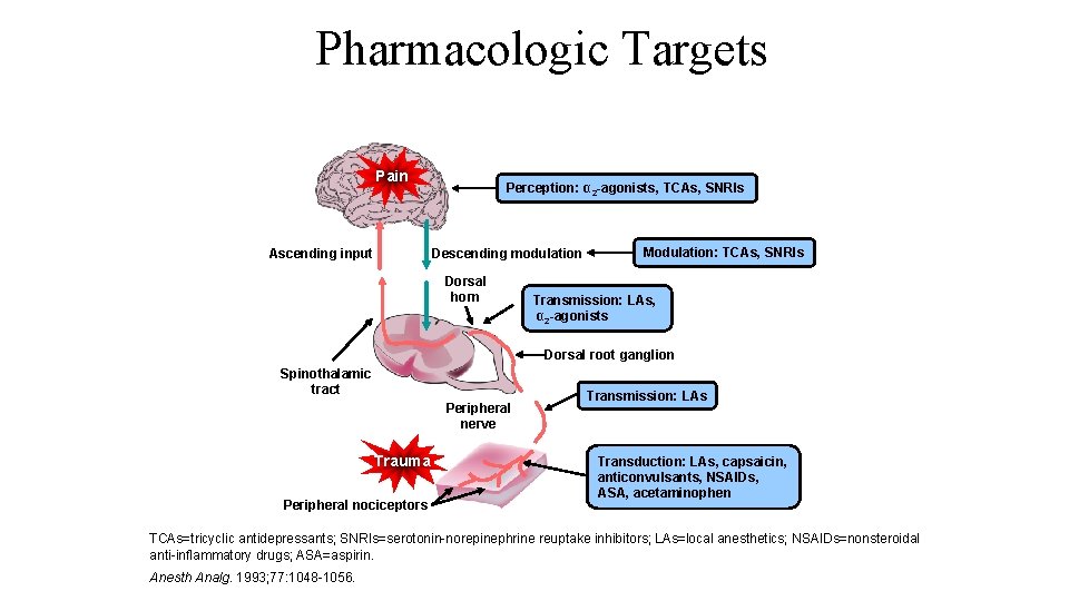 Pharmacologic Targets Pain Ascending input Perception: α 2 -agonists, TCAs, SNRIs Descending modulation Dorsal