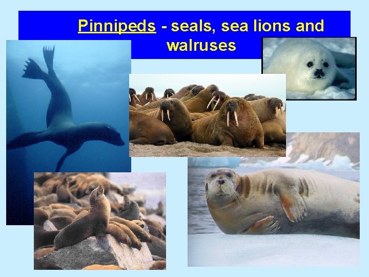 Pinnipeds - seals, sea lions and walruses 